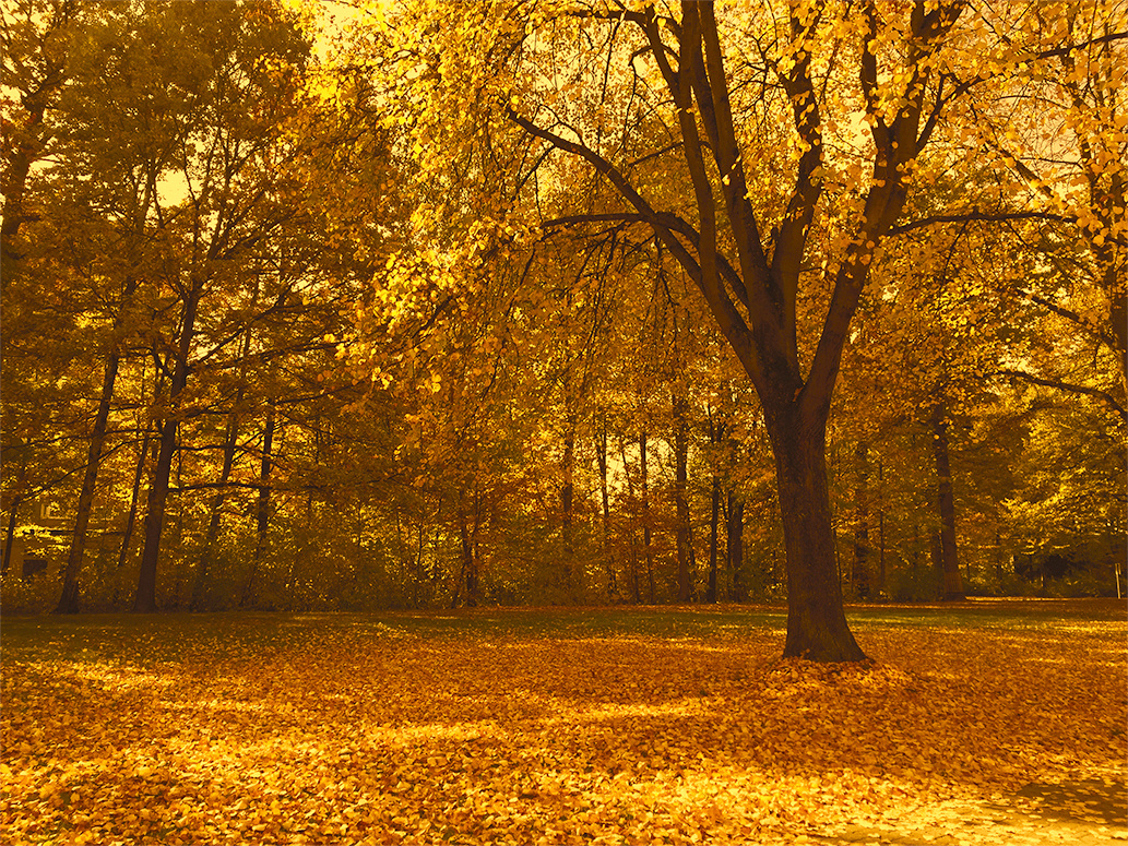 ...goldener Oktober im Städtle...