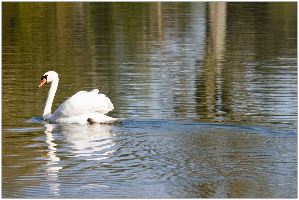 goldener oktober im wasser