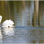 goldener oktober im wasser