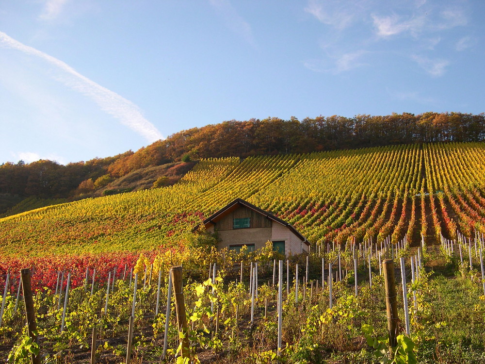 Goldener Oktober im Weinberg