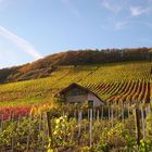 Goldener Oktober im Weinberg