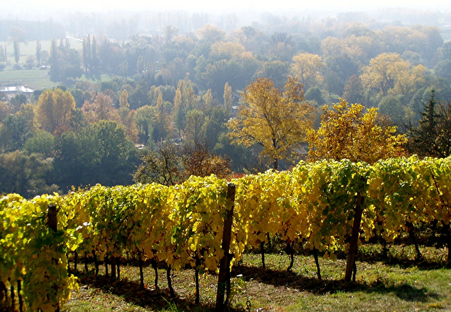 Goldener Oktober im Weinberg