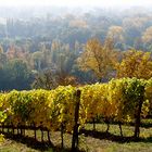 Goldener Oktober im Weinberg