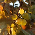 Goldener Oktober in Bodenheim