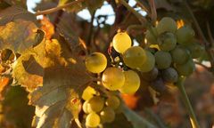 Goldener Oktober in Bodenheim