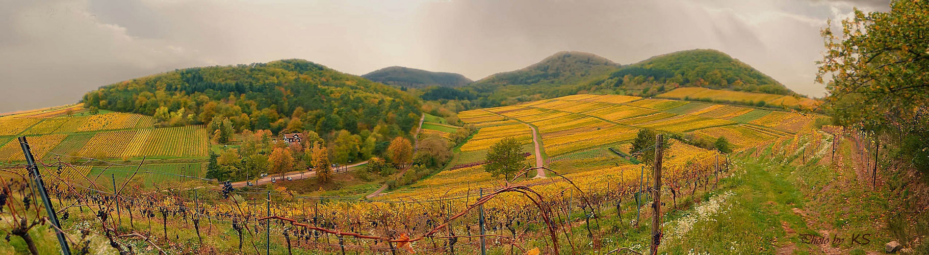 - Goldener Oktober in den Weinbergen -