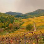 - Goldener Oktober in den Weinbergen -