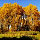 Goldener Oktober in der Abendsonne