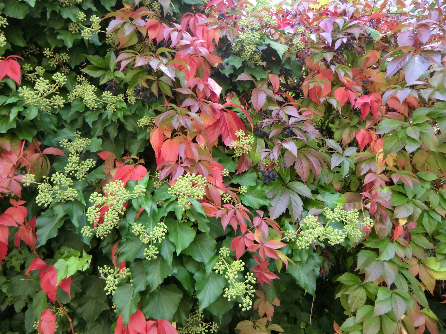 goldener Oktober in der Pfalz