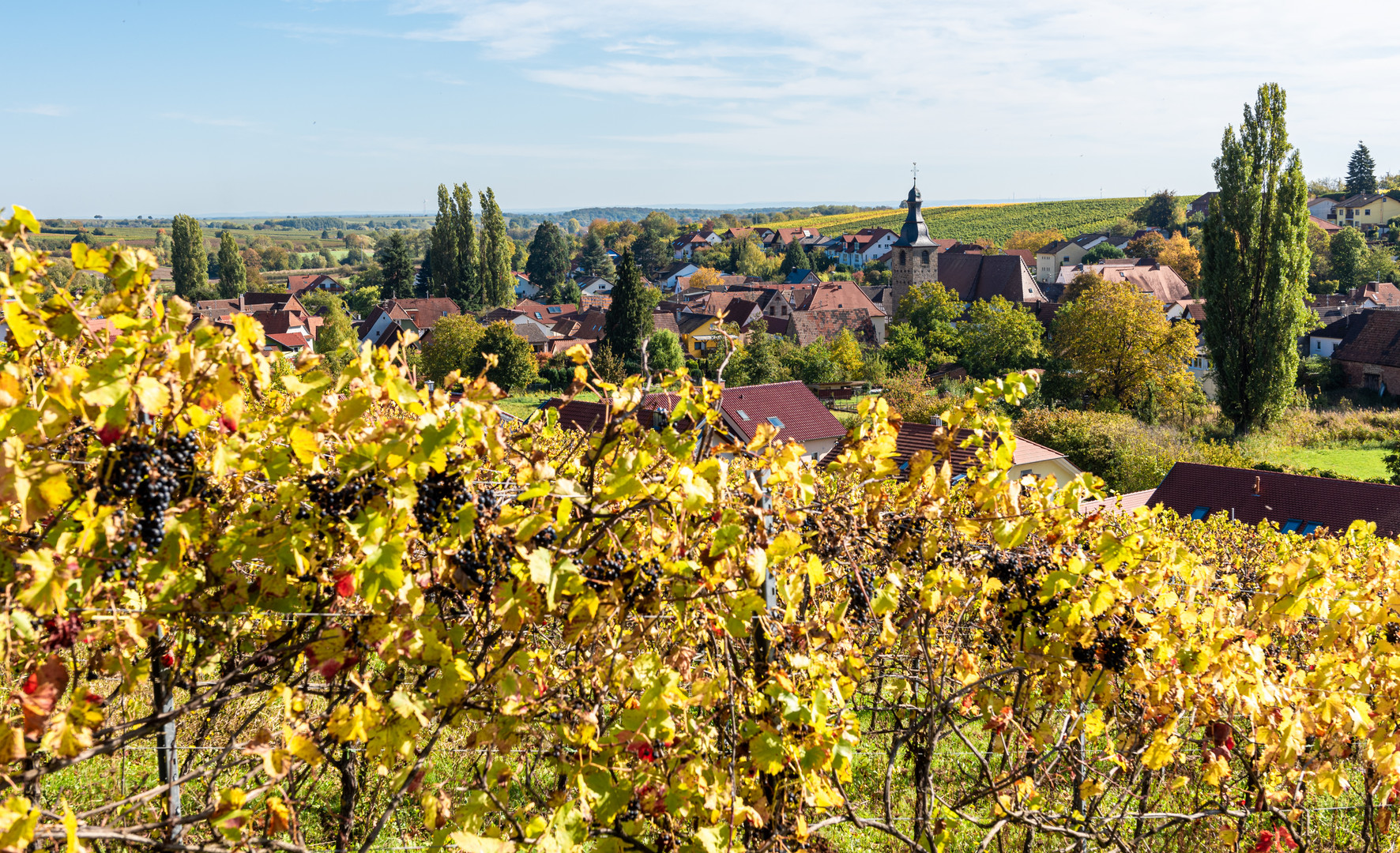 Goldener Oktober in der Pfalz