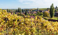 Goldener Oktober in der Pfalz