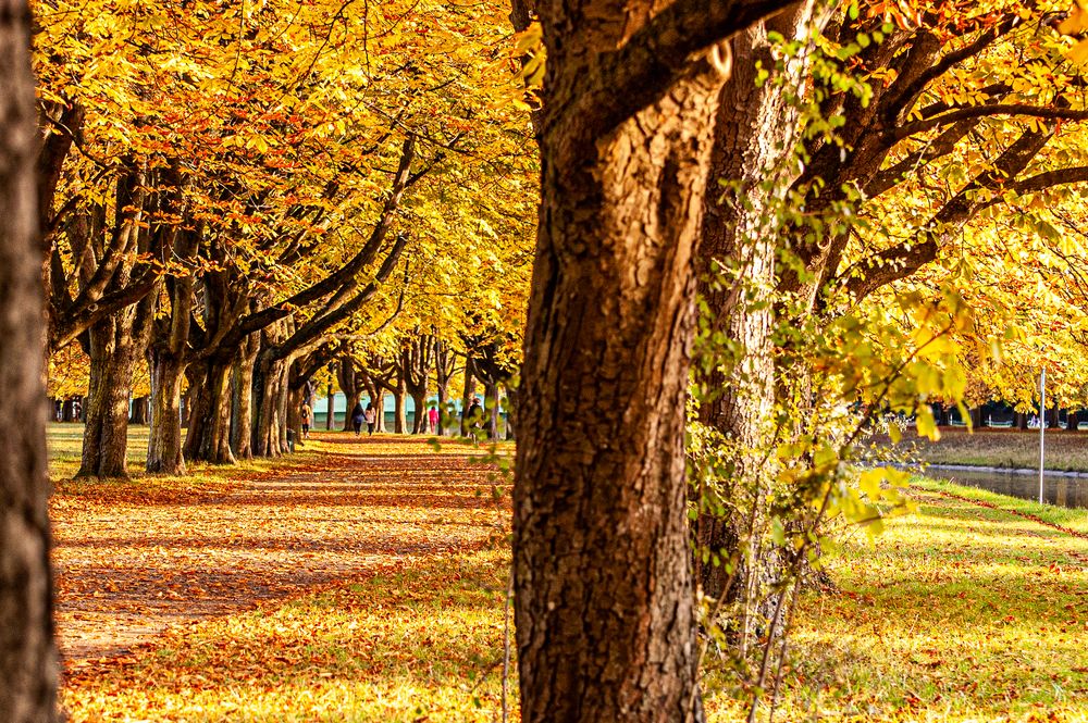 Goldener Oktober in Köln