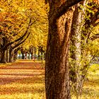 Goldener Oktober in Köln