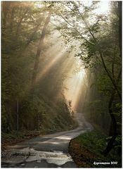 goldener oktober IV....oder  herbstnebel im.......