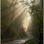 goldener oktober IV....oder  herbstnebel im.......