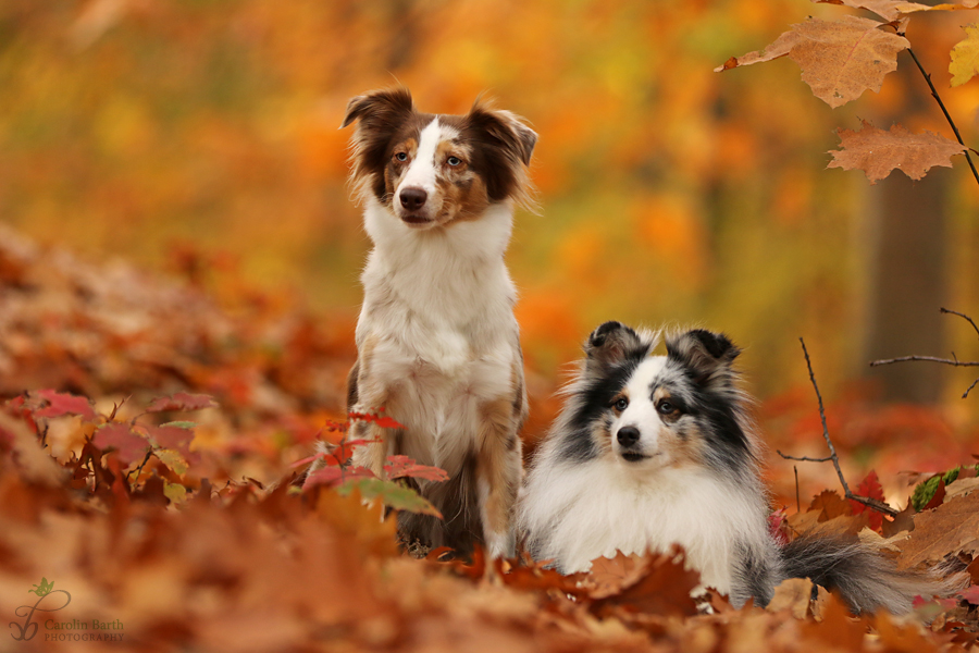 Goldener Oktober mit Fee und Quick