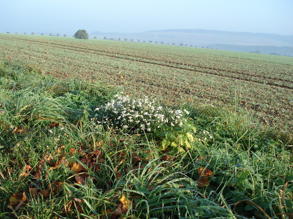 goldener Oktober Morgen