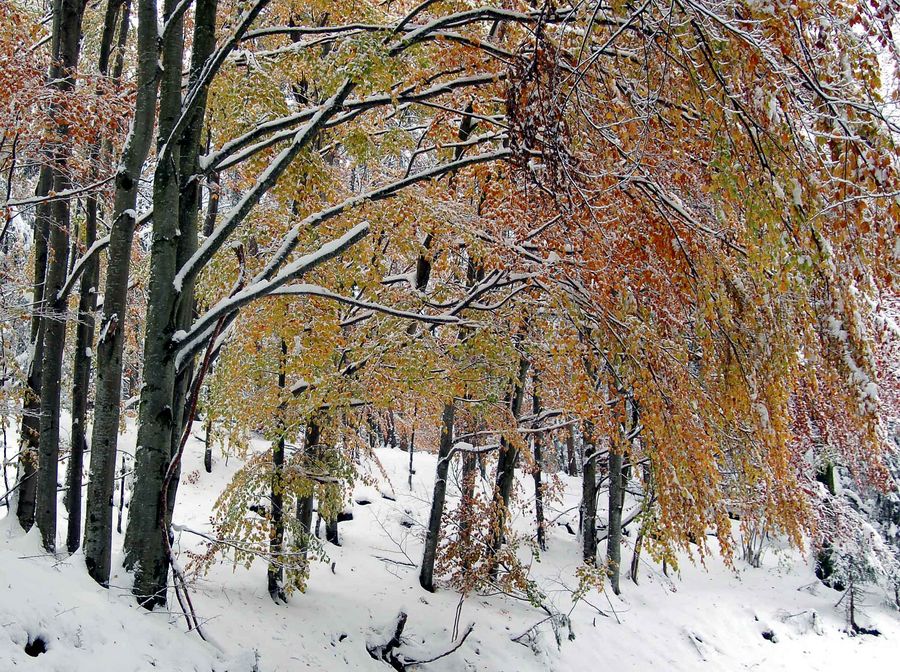 Goldener Oktober NP Kalkalpen