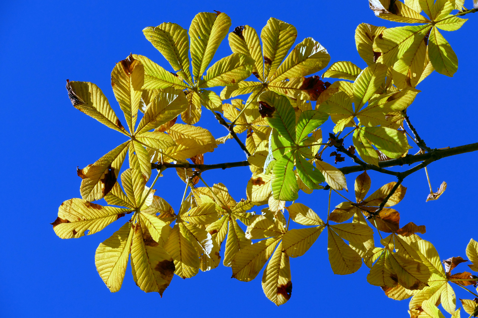 Goldener-Oktober-Tag