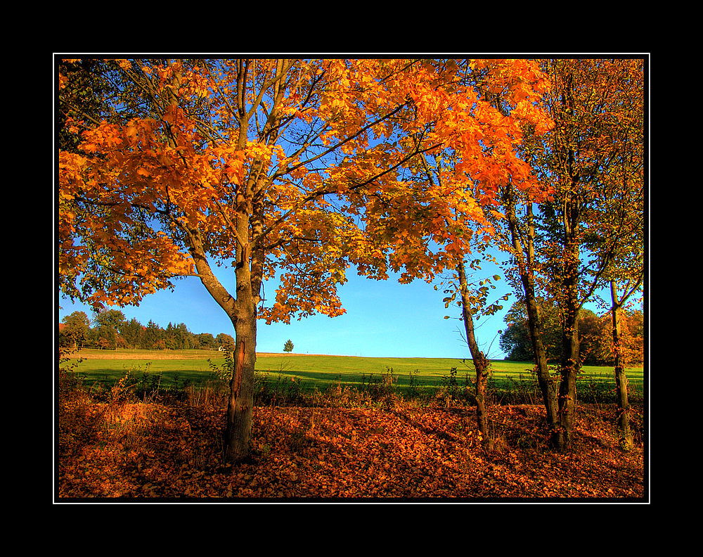 Goldener Oktober    VII