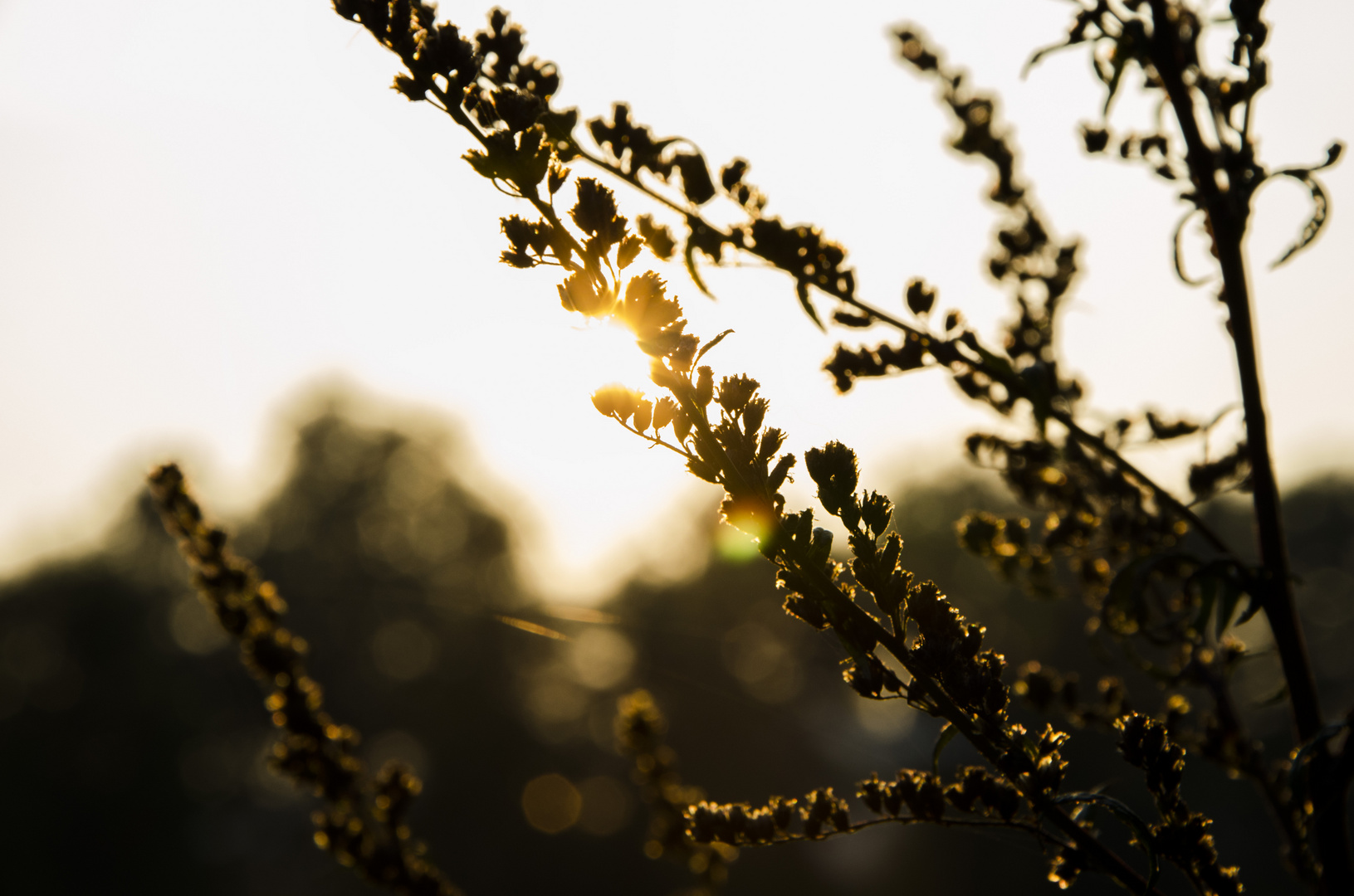 ~Goldener Oktober, wie ich mich jetzt bereits nach dir sehne...~