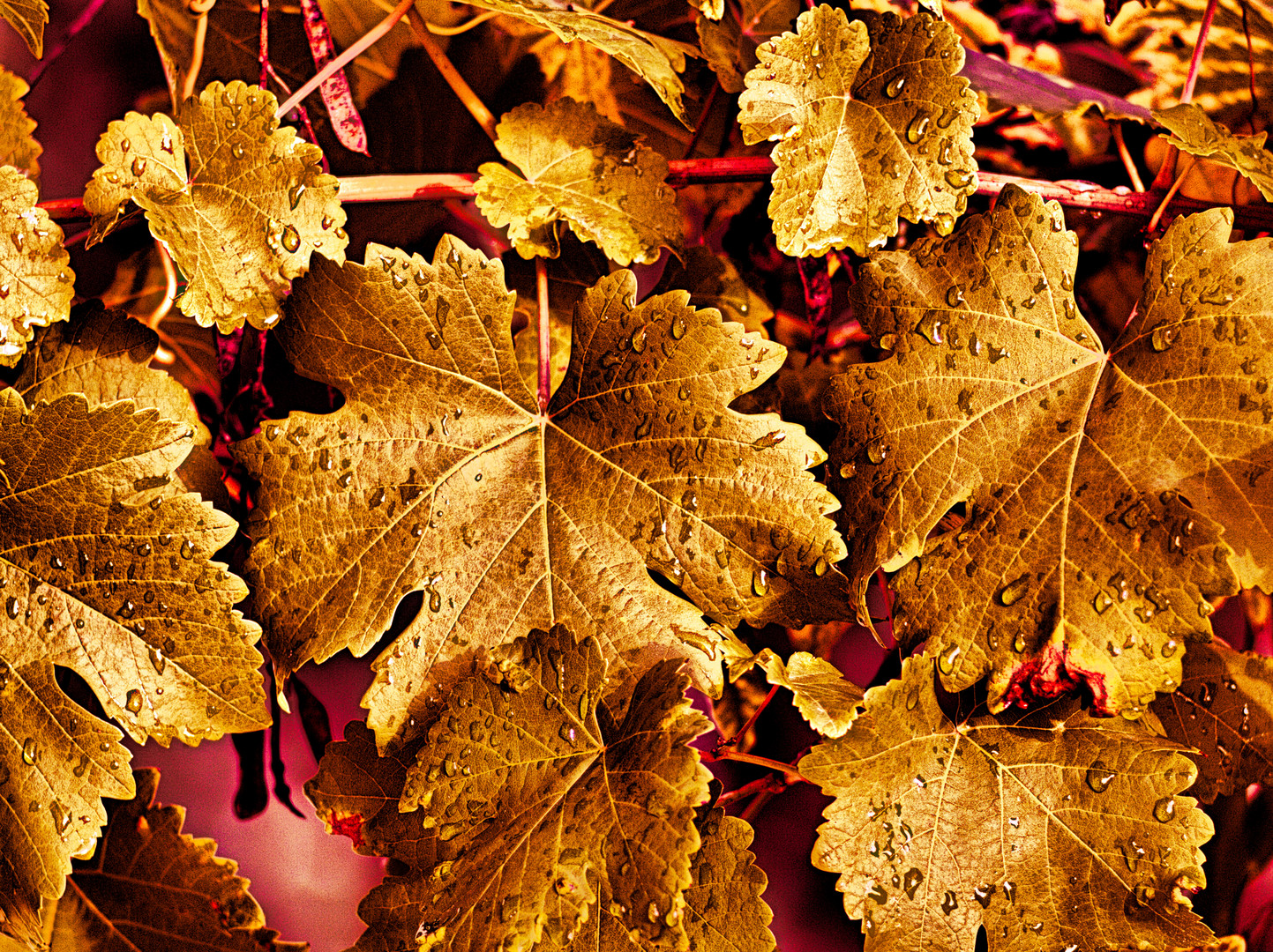 Goldener-Oktober (Wild-Wine whit Rain-Drops) 