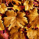 Goldener-Oktober (Wild-Wine whit Rain-Drops) 