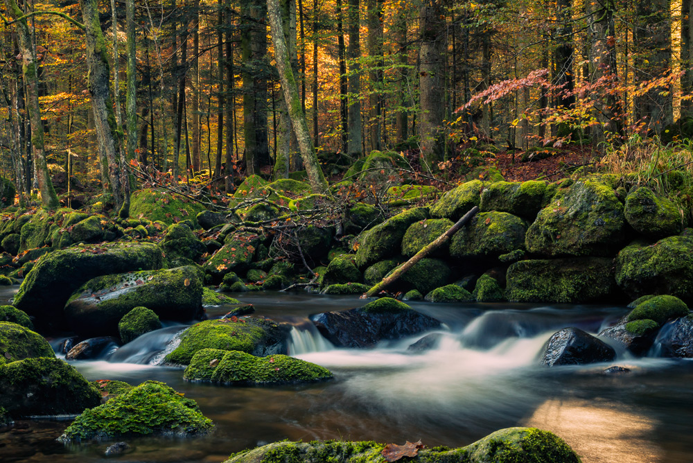 Goldener Oktoberbach