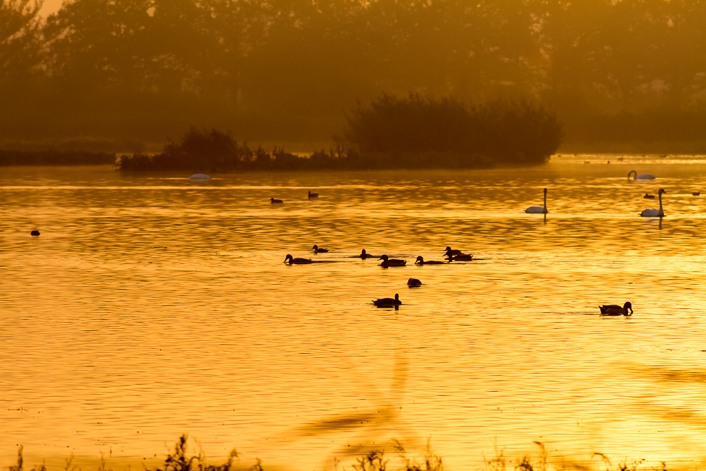 Goldener Oktobermorgen