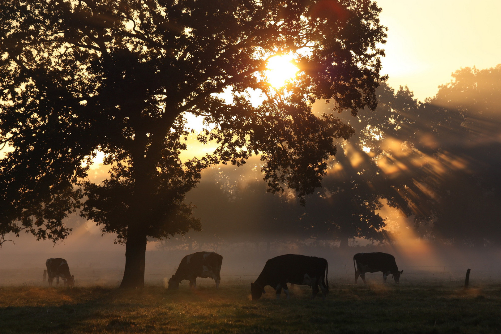 Goldener Oktobermorgen