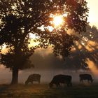 Goldener Oktobermorgen