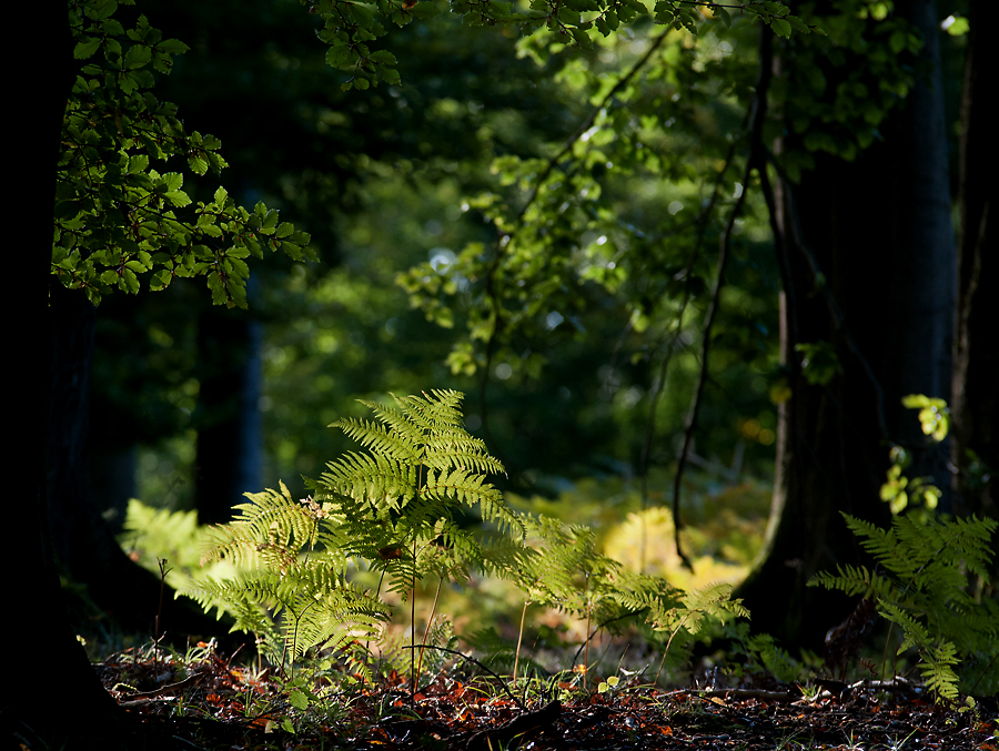 Goldener Oktobertag