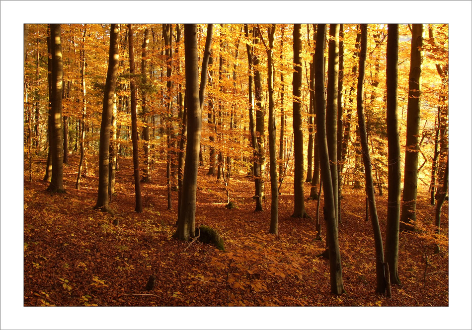 Goldener Oktoberwald