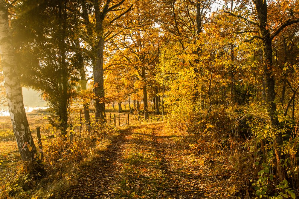 Goldener Otober