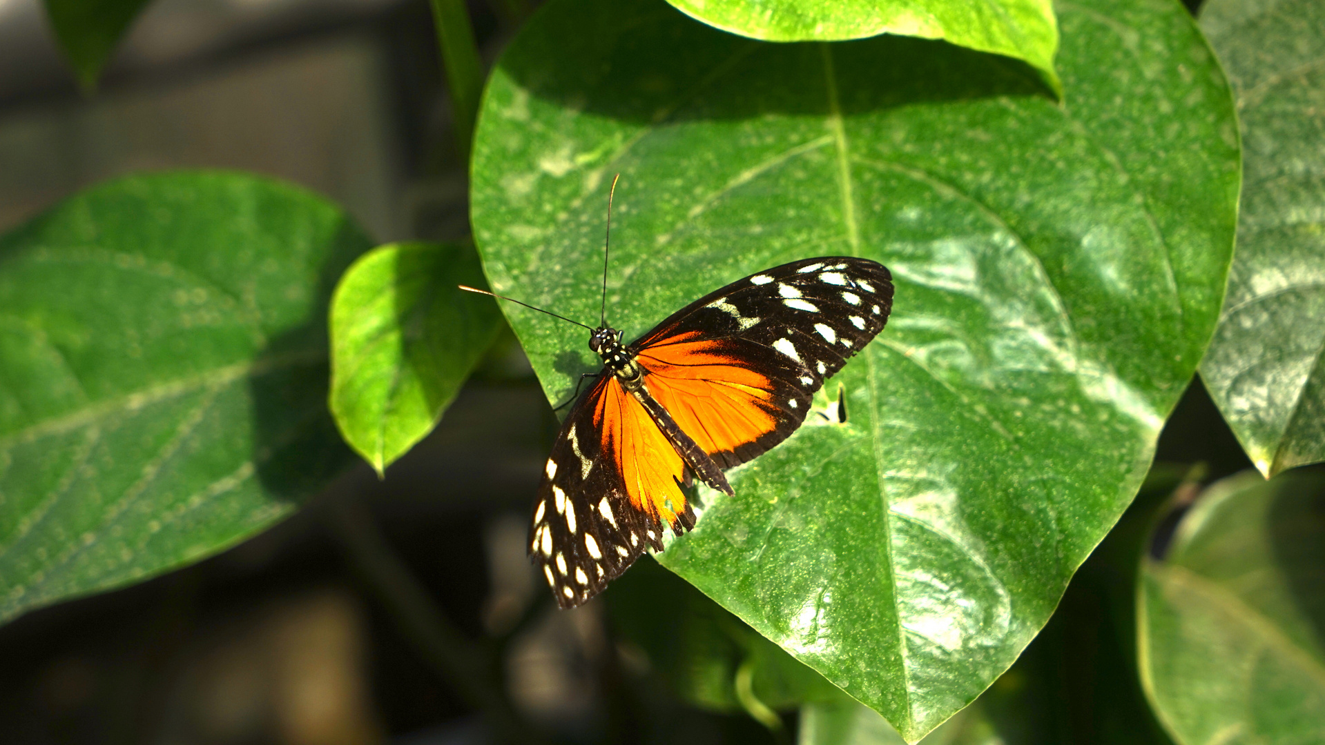 Goldener Passionsfalter (Heliconius hecale)