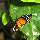 Goldener Passionsfalter (Heliconius hecale)