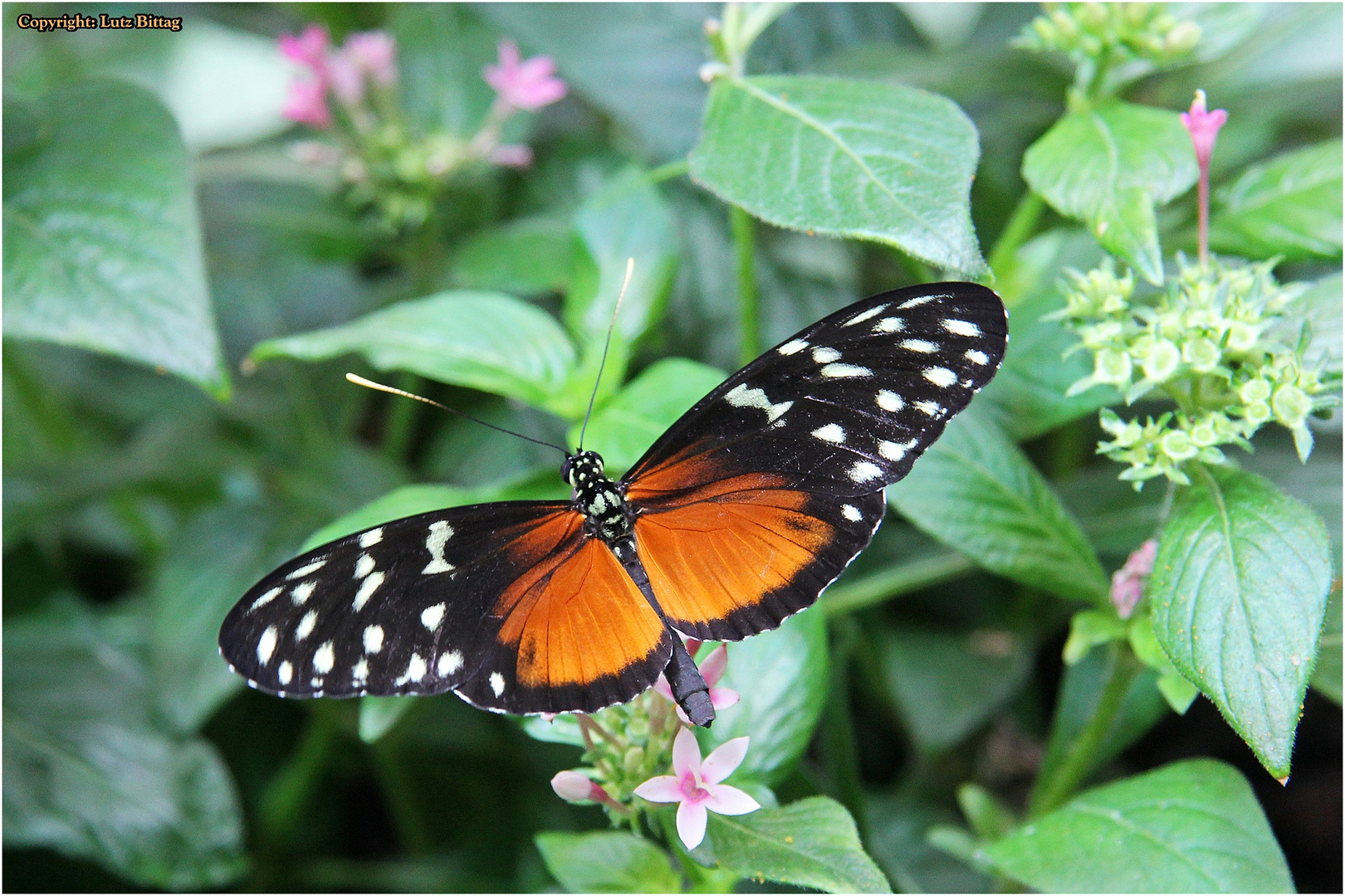 Goldener Passionsfalter (Heliconius hecale)