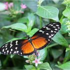 Goldener Passionsfalter (Heliconius hecale)