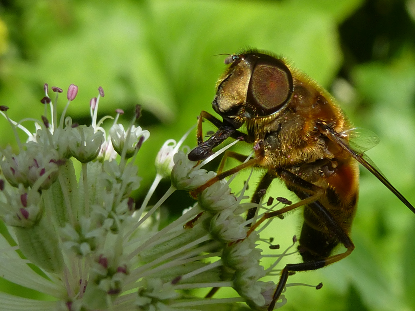 Goldener Pelz :)