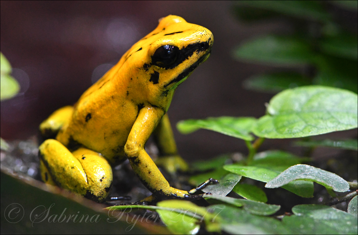 Goldener Pfeilgiftfrosch Foto & Bild | tiere, zoo, wildpark & falknerei