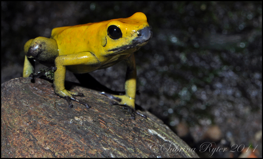 Goldener Pfeilgiftfrosch