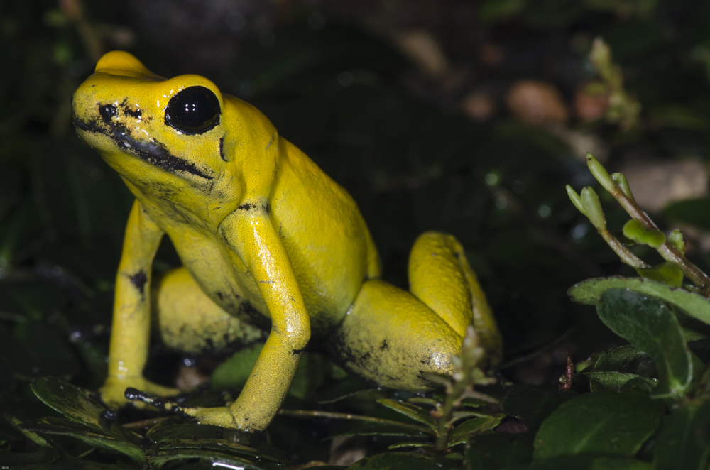 Goldener Pfeilgiftfrosch