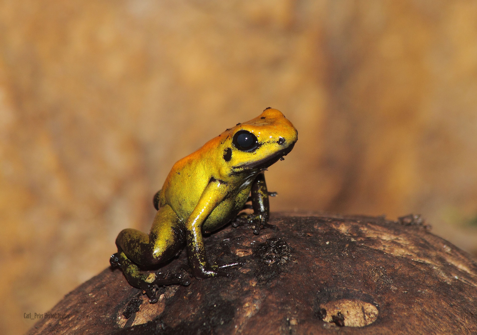 Goldener Pfeilgiftfrosch - der Giftzwerg ........ Nr. 1