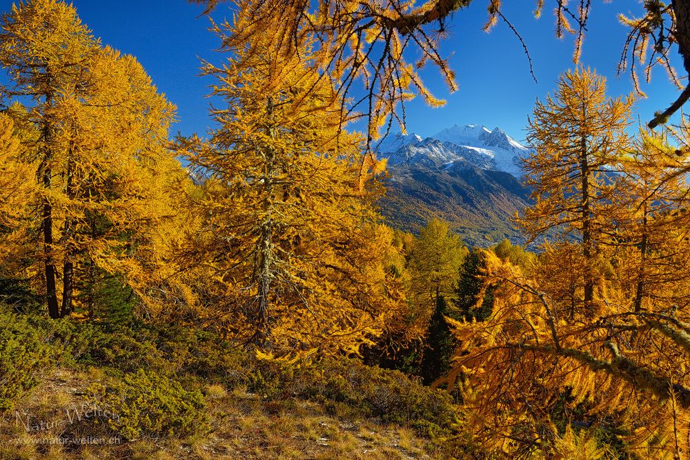 Goldener Rahmen für die höchsten Schweizer