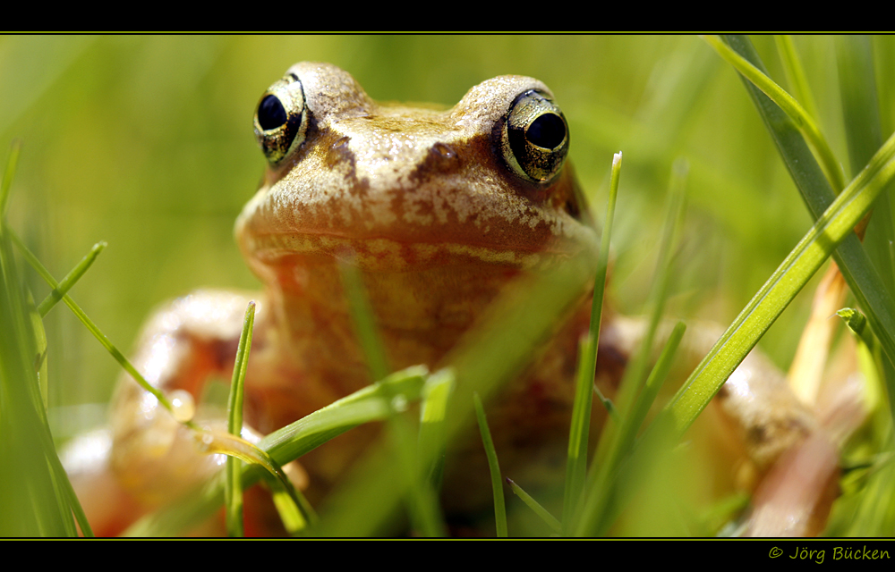 Goldener Rasenmäherfrosch