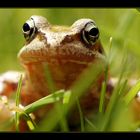 Goldener Rasenmäherfrosch