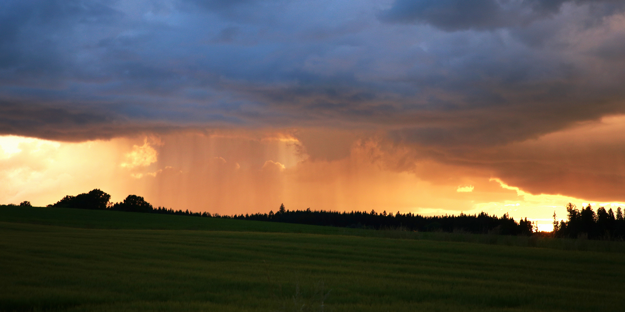 Goldener Regen