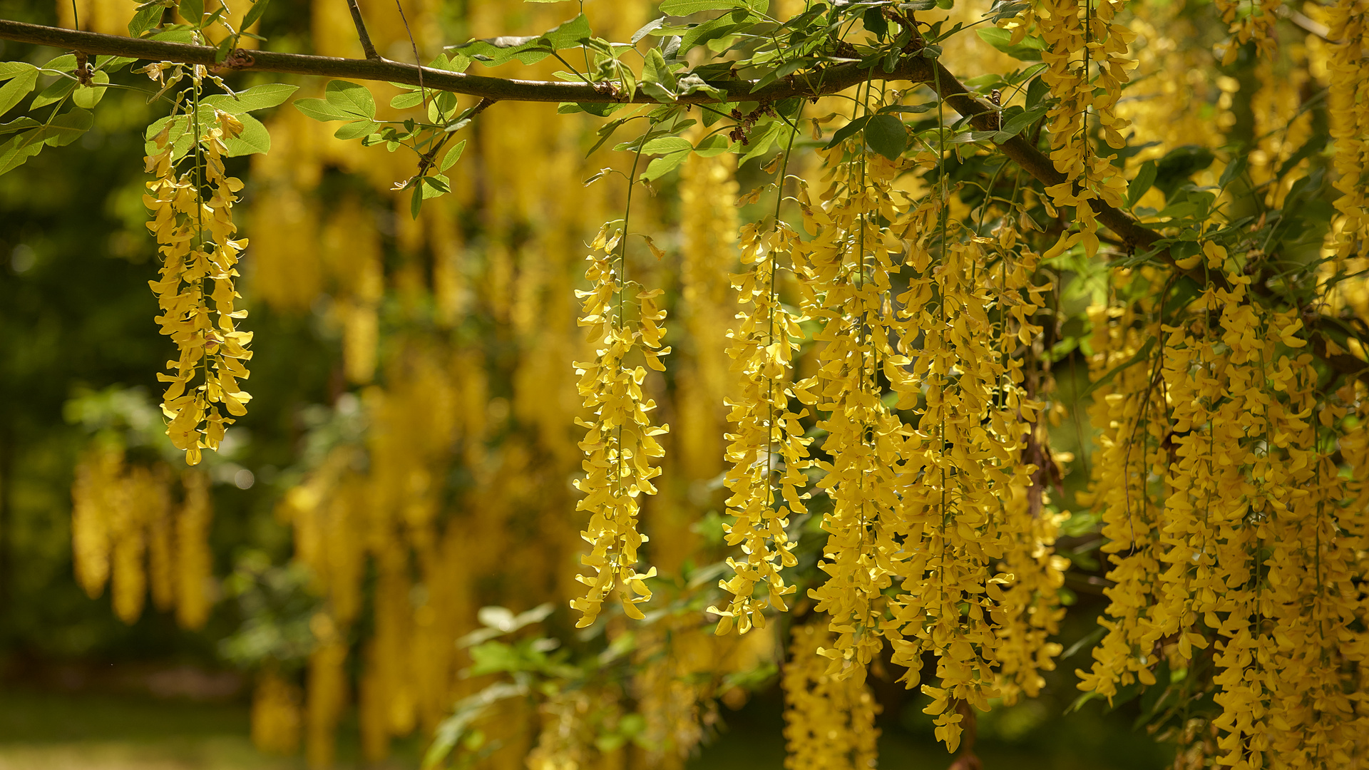 Goldener Regen