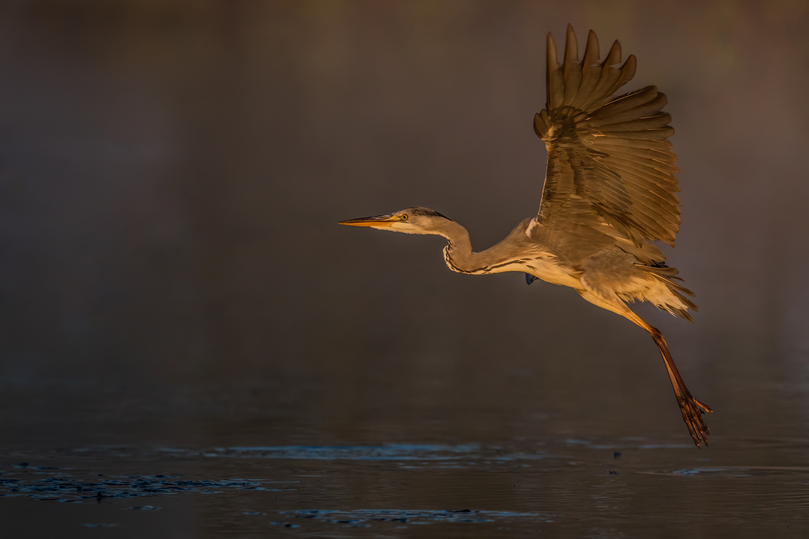 Goldener Reiher