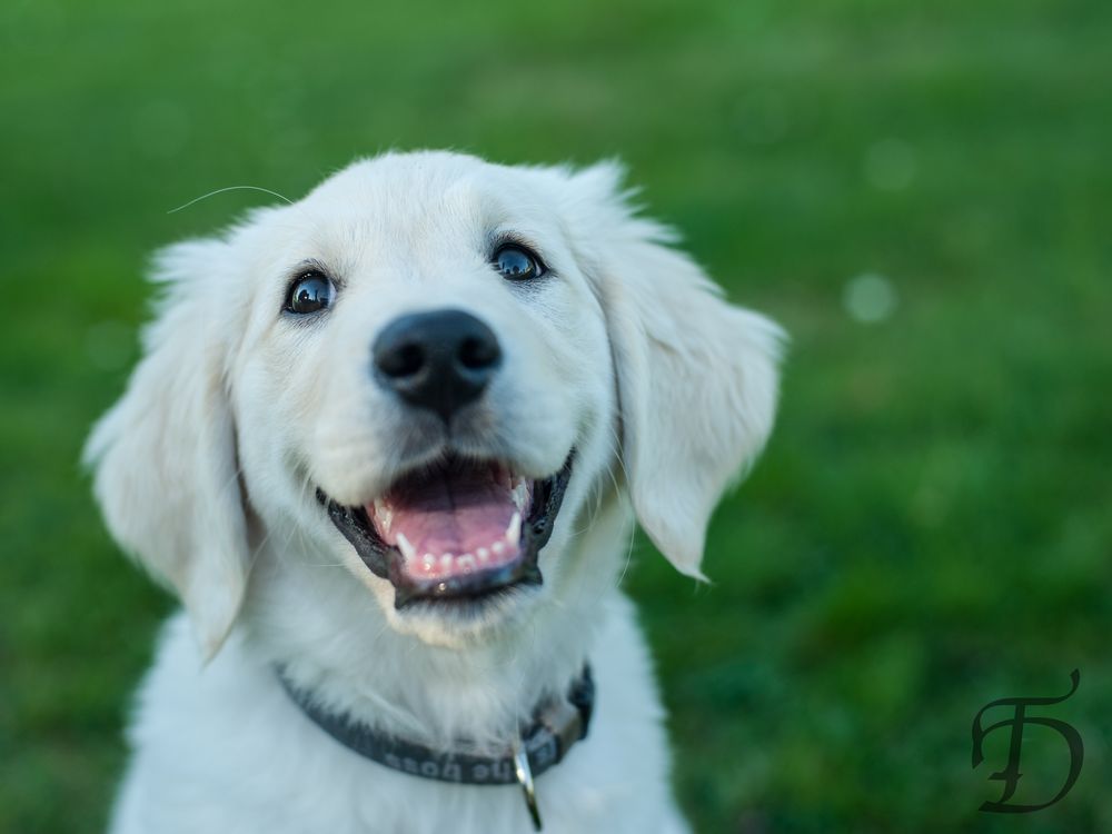 Goldener Retriver Welpe